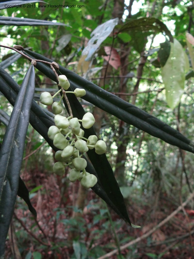 Galearia, SAN.153258--Malaysia, Sabah. Kebun Cina. 12 Apr 2012. DSC08373 (13).JPG