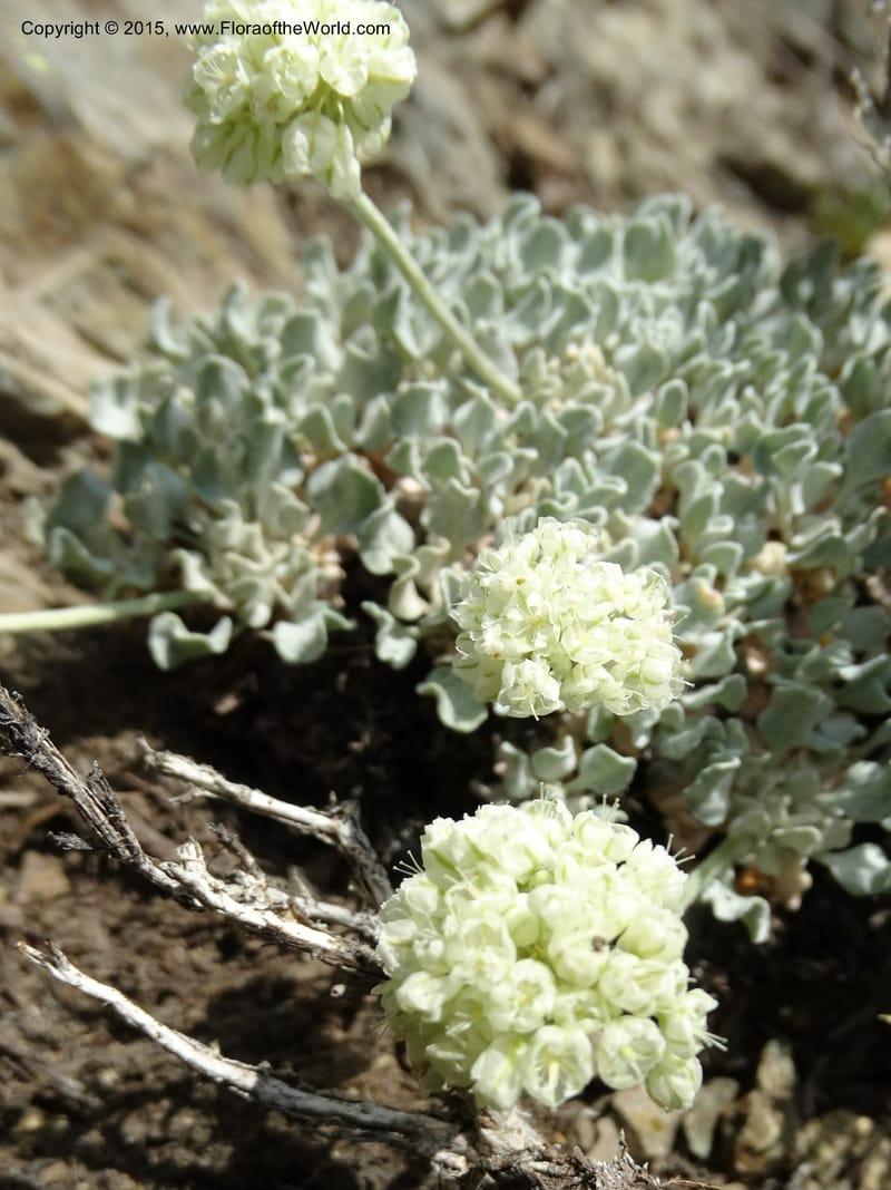 Eriogonum ovalifolium var. nivale, Davidson, C 12594--ID. Idaho Co. Seven Devils Camp Ground. 15 Jul 2014. DSC00113 (206).JPG
