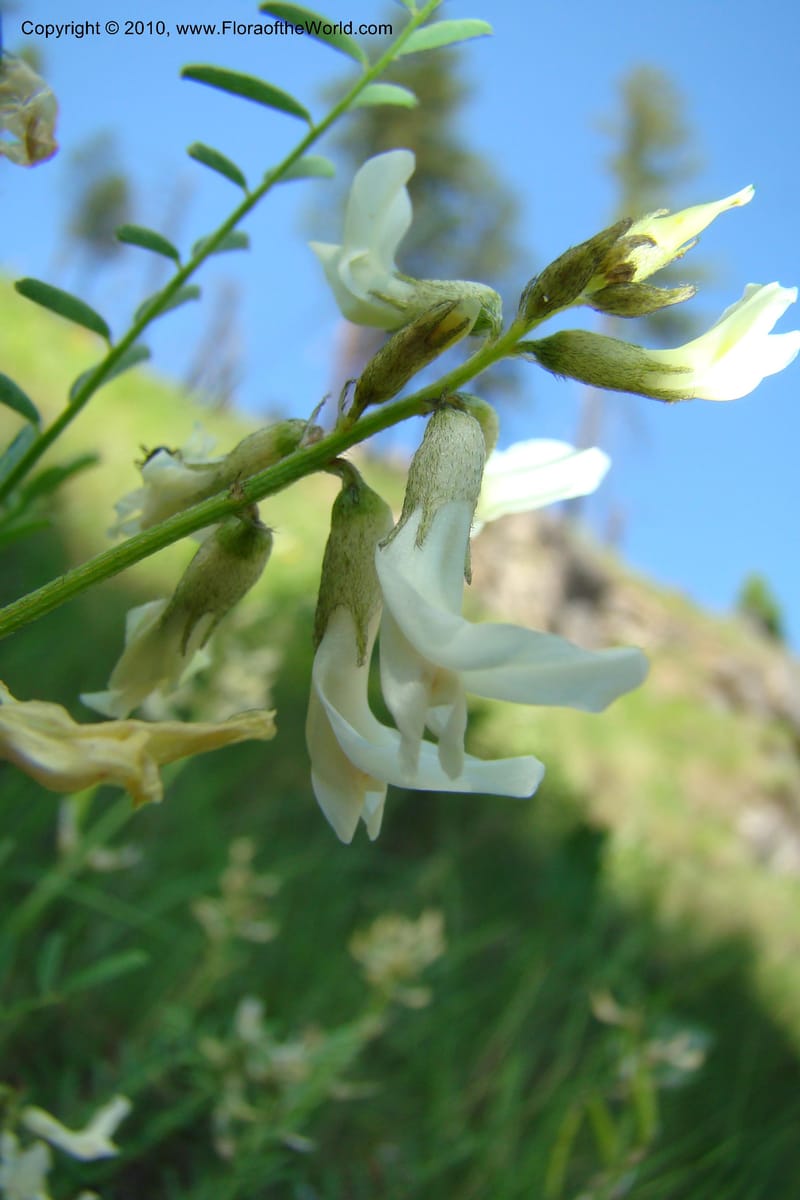 Astragalus stenophyllus, C. Davidson 11368--Idaho. Idaho Co. Salmon River. Polly Bemis Ranch. 27 May 2009. 180.jpg