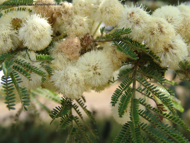 Acacia--Kenya. Gilgil on Hwy A1. 10 Jul 04. 097.jpg