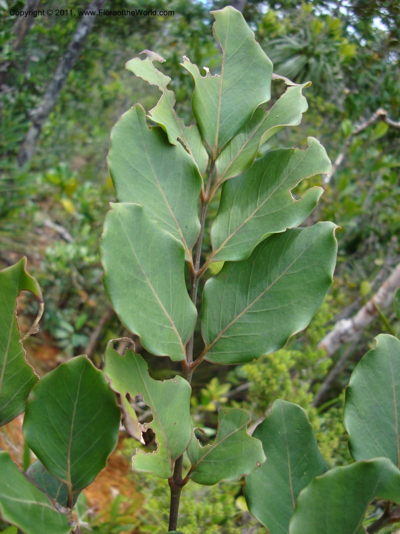 Polyscias, Lowry, P 6897--New Caledonia, Prov du Nord, Plateau de Poro, 16 ov 2007, (56).jpg