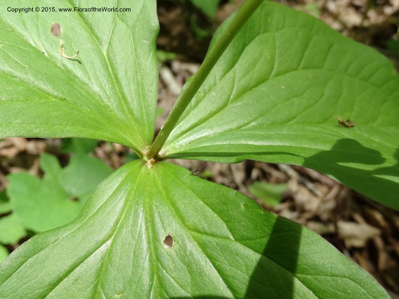 Trillium grandiflorum, Davidson, C 12998--North Carolina. Macon Co. Standing Indian. 14 May 2015. DSC05212 (222).JPG