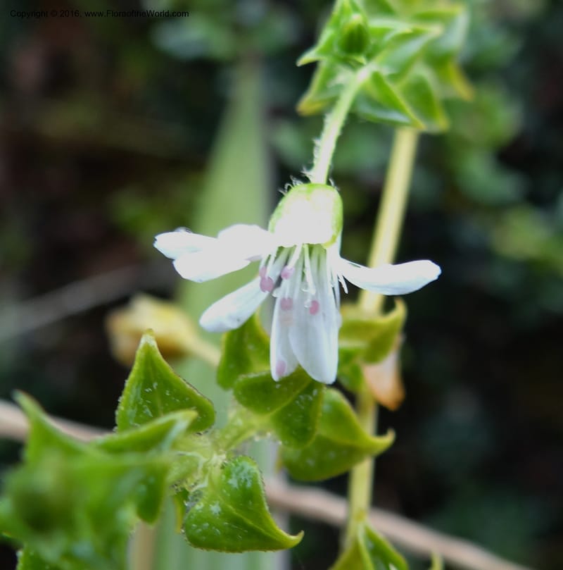 Cerastium, Ulloa, C 2388--Ecuador. Azuay. Matanga. 2 Oct 2012. DSC06351 (278).JPG