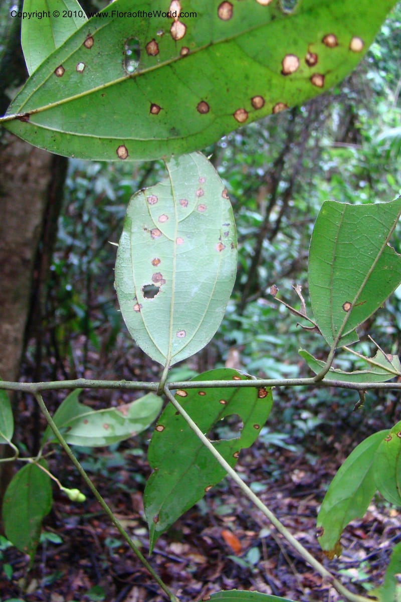 Cinnamomum, R. Vasquez 34894--Peru. Loreto. Dto. Parinari. Tacshacocha. R. Samiria. 14 Nov 08. 258.jpg