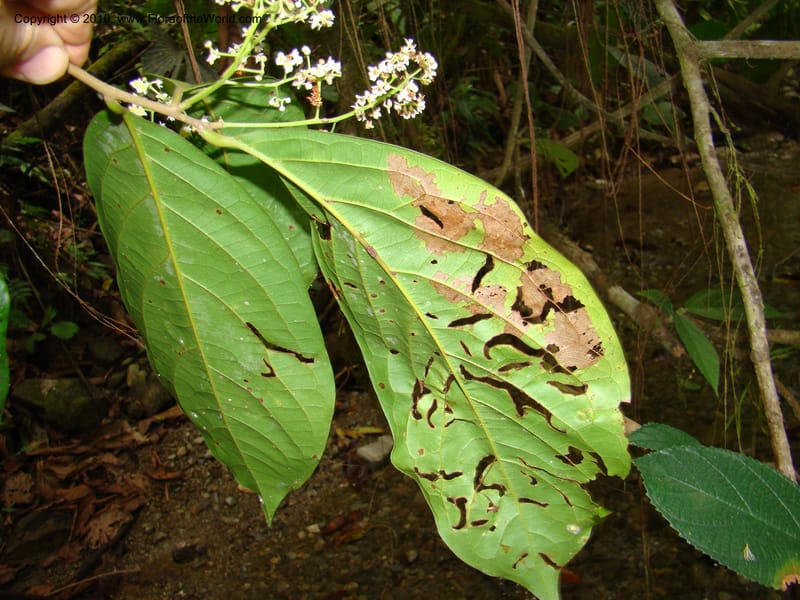Nectandra purpurea, B. Hammel 24683--Costa Rica. Prov. Limon. Selva Bananito Lodge. 13 Apr 08. 229 (9).jpg