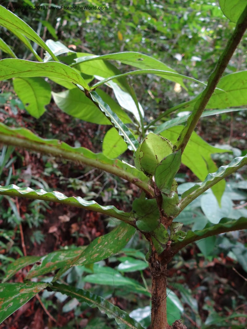 Lepisanthes ramiflora, Buerki 324--Malaysia, Sarawak. Bako Nat. Park. Lintang Trail. 30 Mar 2012.  NDSC06186 (156).JPG