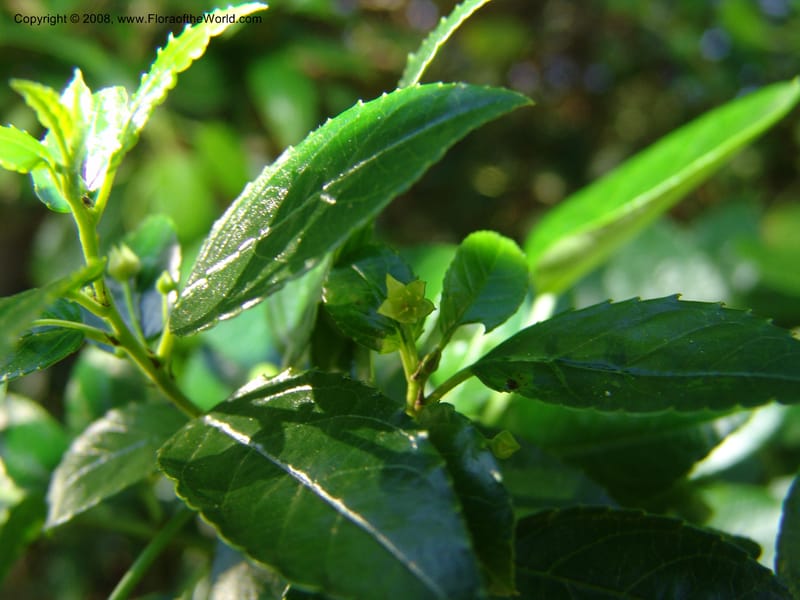 Rhamnus prinoides--So.Africa. E. Cape. Maitland Nat.Res. 5 Mch 05. 218.jpg