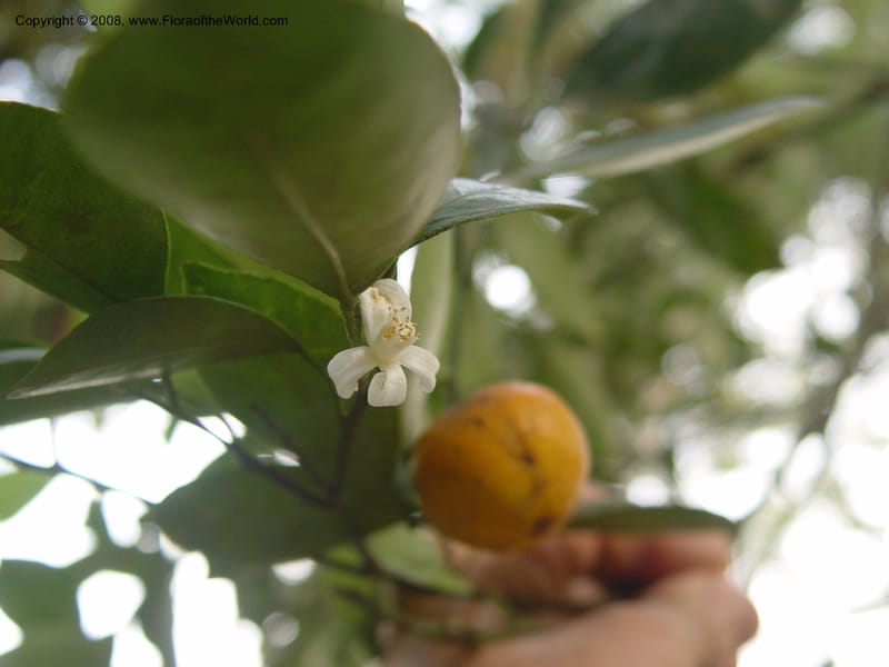 Citrus inchangensis--Ghana. Aburi Botanic Garden. 13 Dec 03. 037.jpg