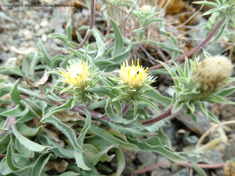 Pyrrocoma, Davidson, C 12630--ID. Idaho Co. Seven Devils Campground. 11 Aug 2014. DSC00412 (21).JPG