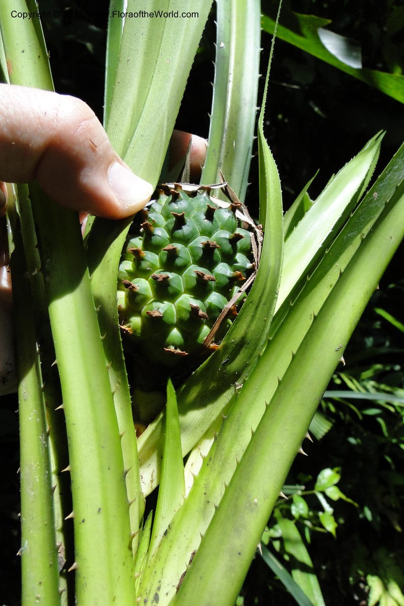Pandanus tonkinensis, Regalado 1861--Viet Nam. Unknown mountain. 10 May 2011. 162 (51).jpg