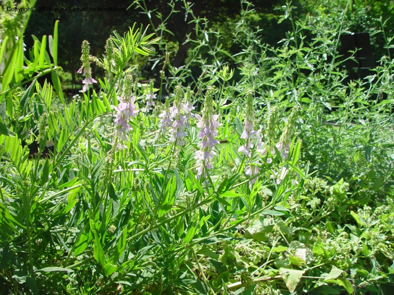 Galega officinalis--Italy. Univ. Firenze, Giard. dei Simplici, Florence. 22 May 03. 002.jpg
