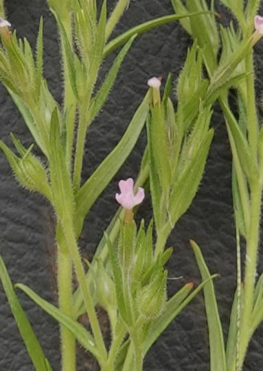 Microsteris gracilis, C. Davidson 13756--Oregon. Wallowa Co. Zumwalt.Trail Cr. Rd. 4 Jun 2018. DSC04078 (220).JPG