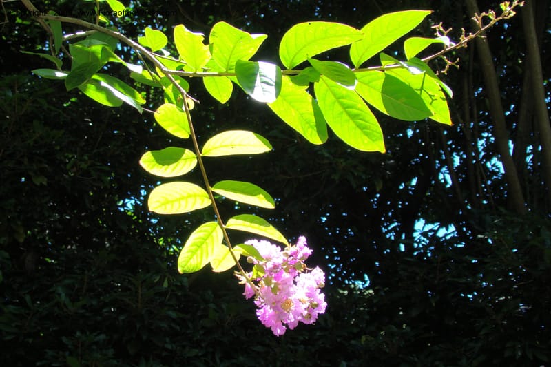 Lagerstroemia mathewsii--South Africa. Durban Botanical Garden. 30 Jan 09. 132.jpg