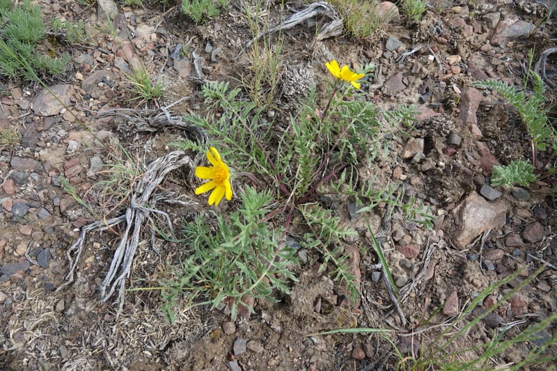 Balsamorhiza hookeri, C. Davidson 13555--ID. Blaine Co. Rock Creek Preserve. TNC. 13 May 2017. DSC00171 (299).JPG