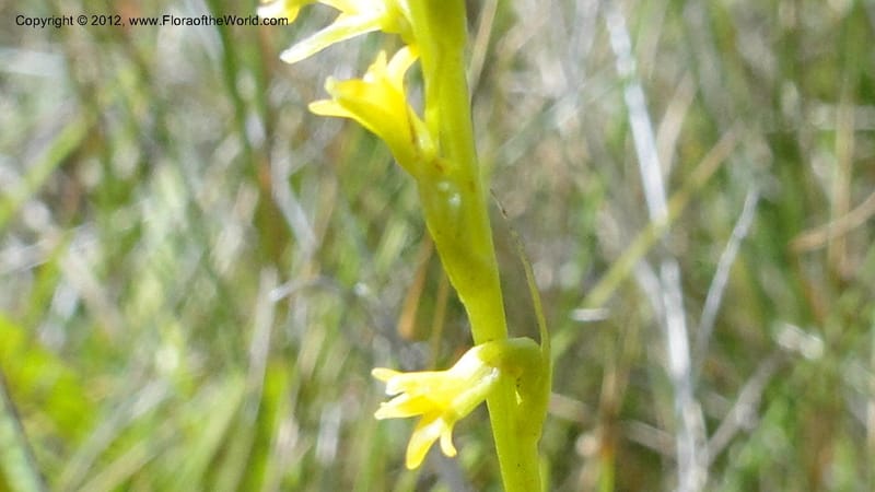 Habenaria simplex, N. Manjato 173--Madagascar. E of Ambositra toward Antoetra. 2 May 2010 151 (16).jpg