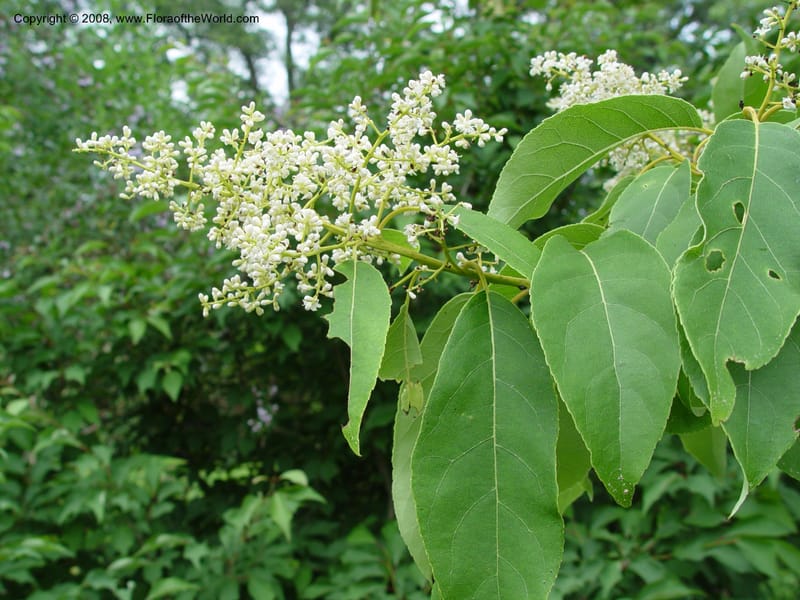 Ehretia ovalifolia--MA. Arnold Arbor. 30 Jun 03. 184.jpg