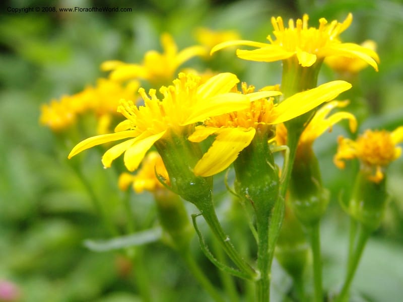 Senecio triangularis, CDavidson11114--ID. Adams Co. For. Serv. Rd. 453, to Goose Lk. 20 Jul 07. 133.jpg