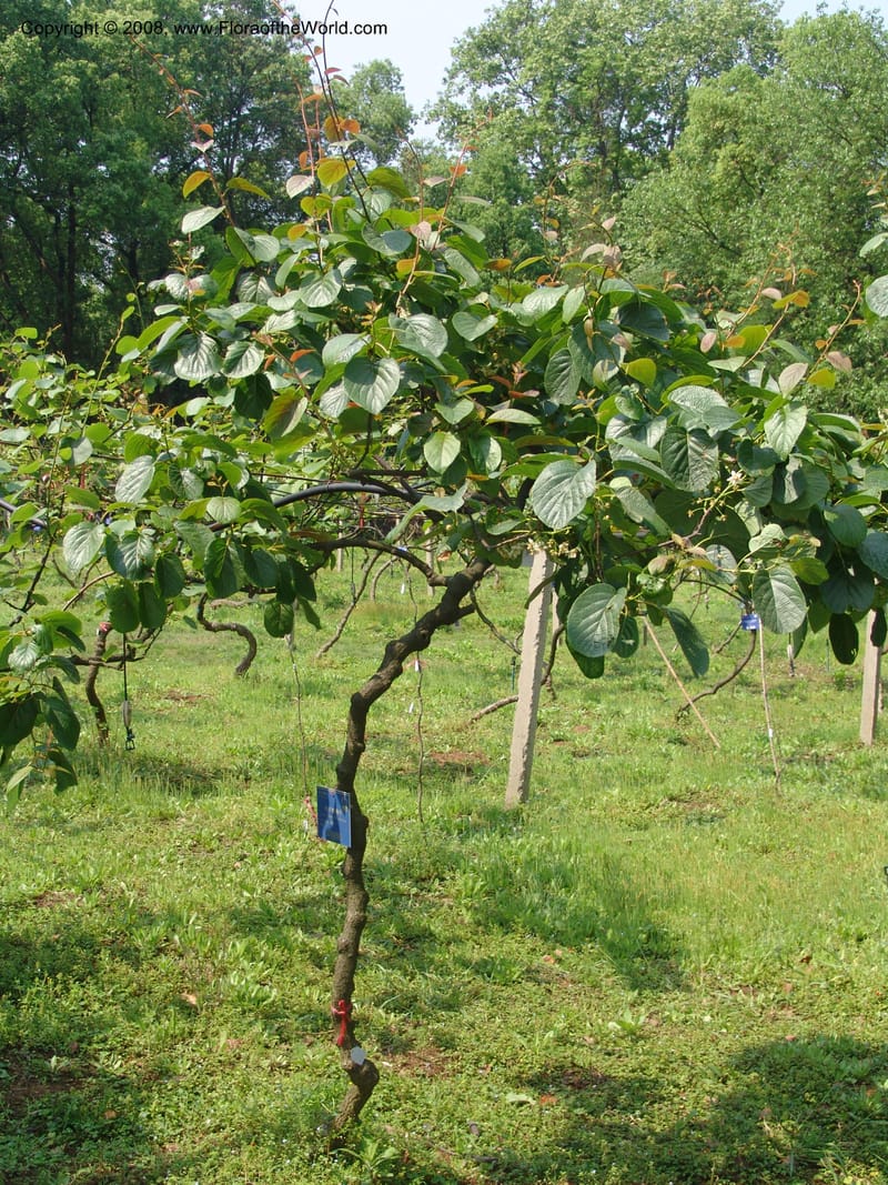 Actinidia hubeiensis, 1991021511901--China. Hubei. Wuhan Botanical Garden. 18 Apr 07. 015.jpg