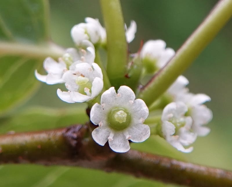 Ilex polyneura, D. Boufford 44125--China. Yunnan. Da Wei Shan. 2 May 2018. DSC01093 (339).JPG