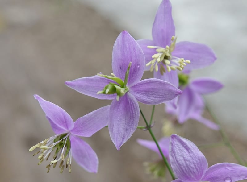 Thalictrum delavayi, C. Davidson 13765--China. Sichuan. Yibailingba-gou. 12 Aug 2017. DSC04660 (245).JPG