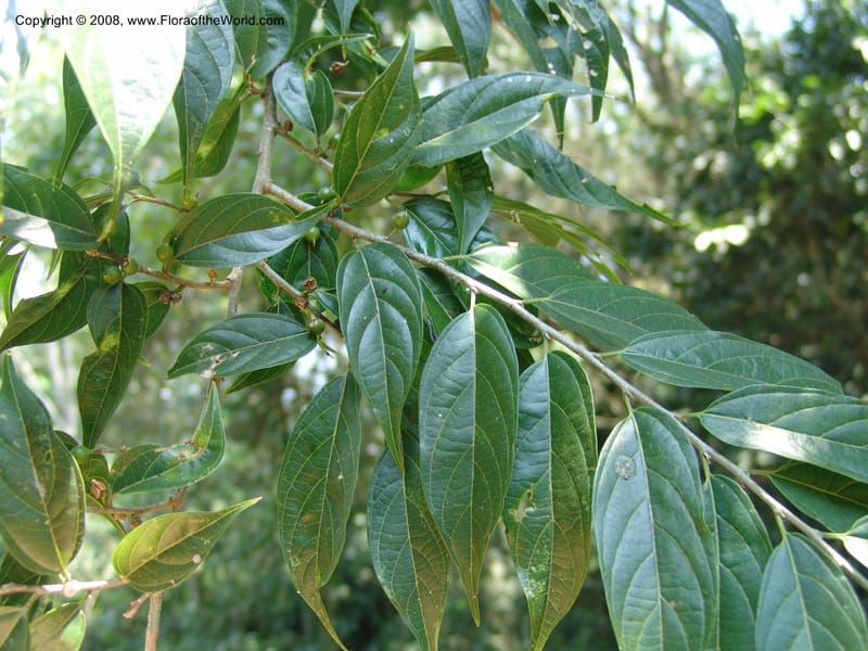 Celtis gomphophylla--Uganda.  Kibale Forest. 5 Jul 04. 179.jpg