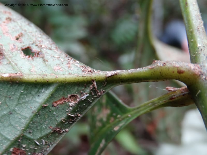Meliosma, Davidson, C 12932--Sabah. Kinabalu Nat. Park. Nalumad Substesen. 29 Mar 2015. DSC01294 (134).JPG