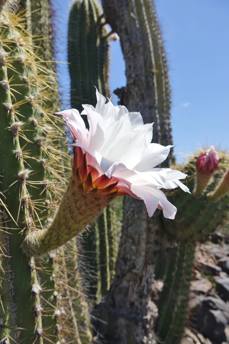 Trichocereus terscheckii--Argentina. Hwy 150, S of Ischigualasto. 7 Feb 2018. DSC09263 (28).JPG