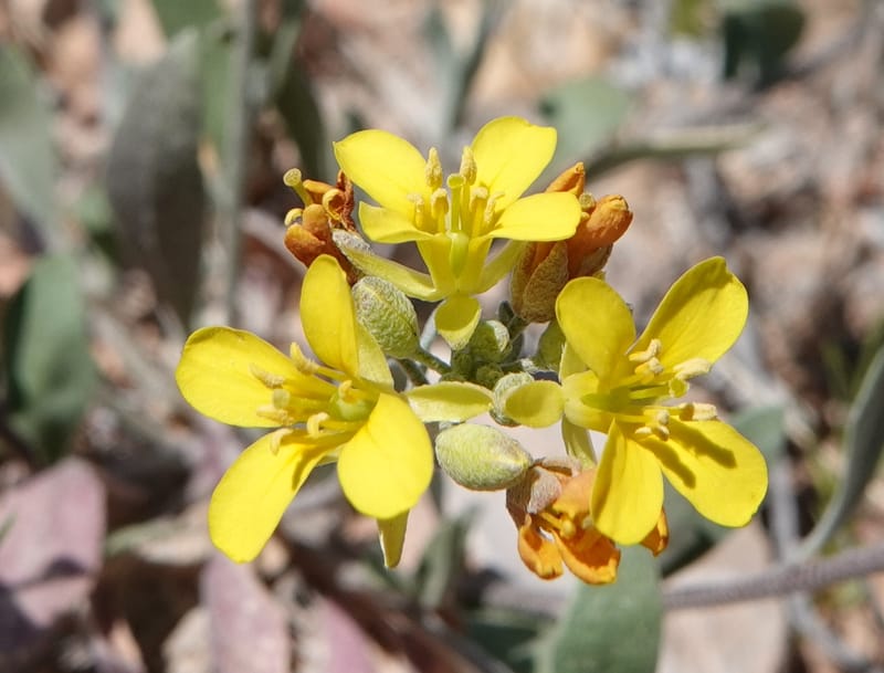 Lesquerella gordonii, C. Davidson 13997--AZ. Cochise Co. Geronimo Trail Rd. 10 Apr 2019. DSC07357 (76).JPG