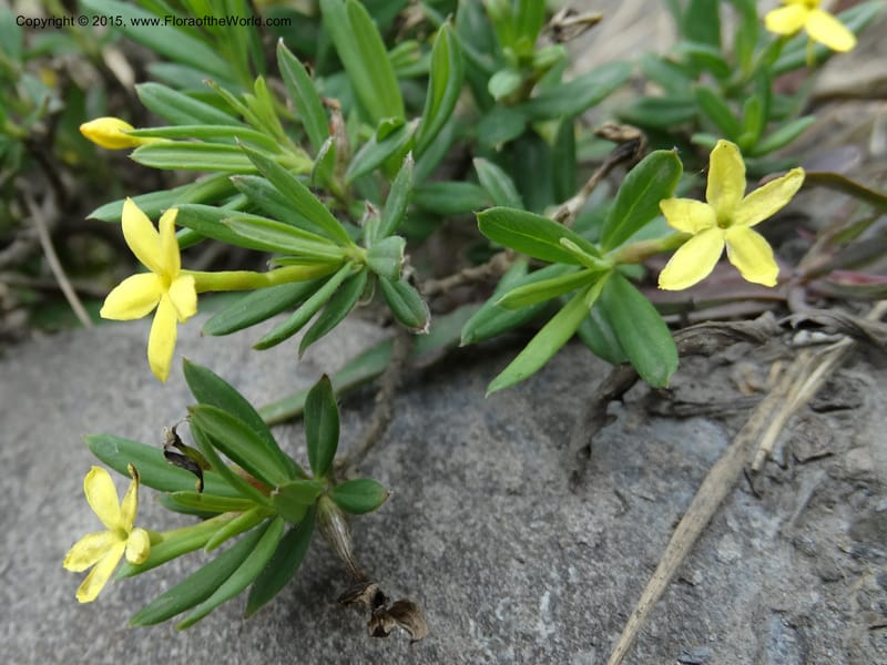 Wikstroemia, Boufford, D 43598--China. Sichuan. Yonghe Village. 6 May 2014. DSC04110 (25).JPG