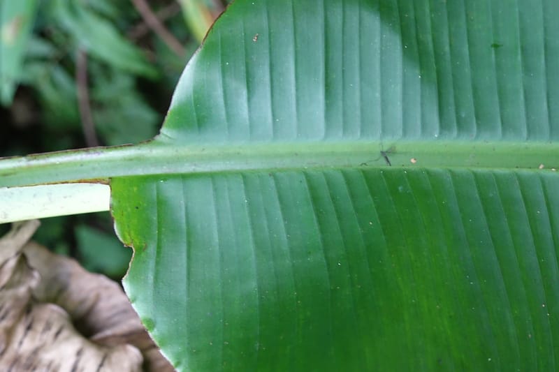 Musa formosana, Chung Kuo-Fang 3351--Taiwan. Wulai Distr. Wulai village. Hsing Hsian Trail. 19 May 2016. DSC03046 (158).JPG