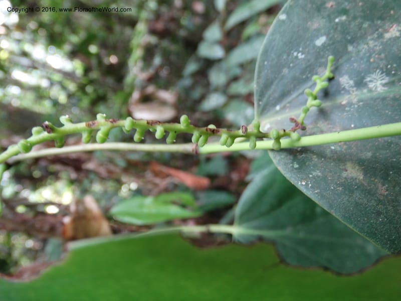 Piper, Davidson, C 12675--Sabah. Danum Valley. 4 Oct 2014. DSC01741 (219).JPG
