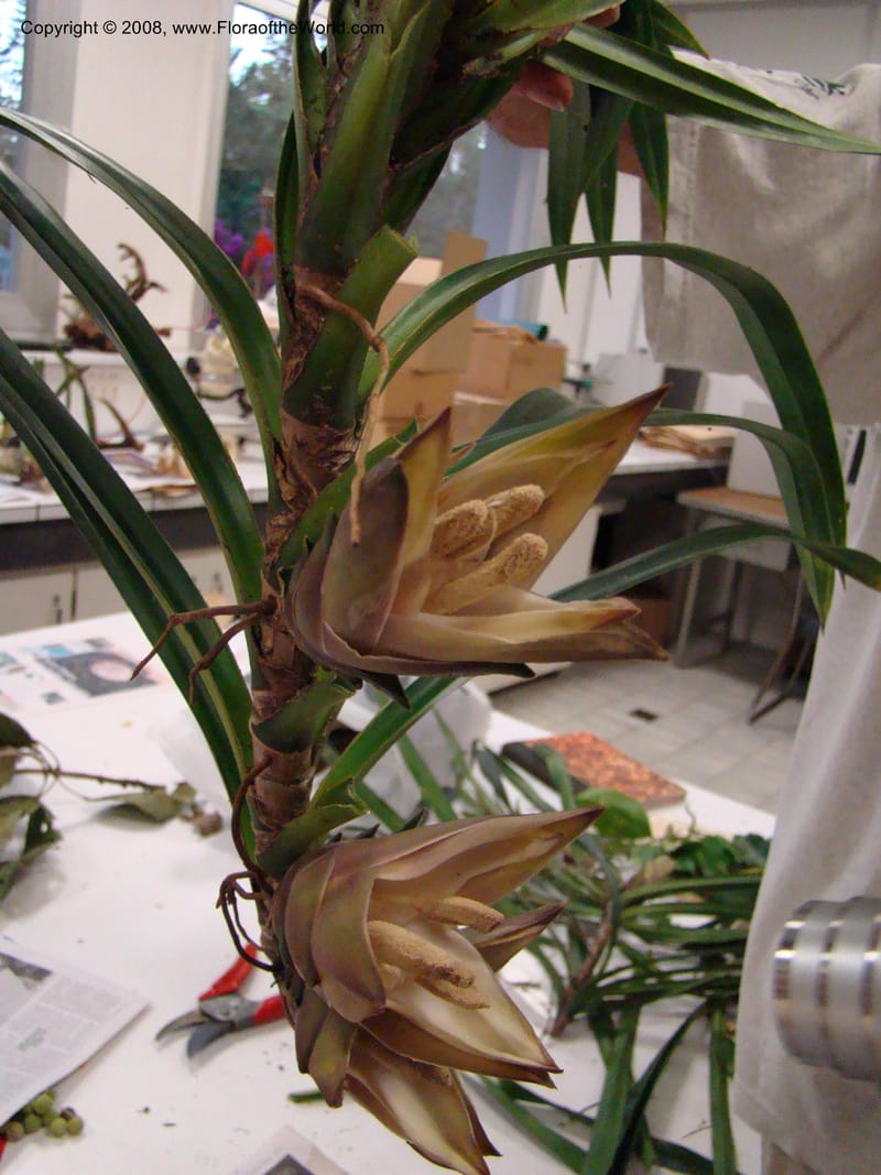Freycinetia, JMunzinger4649--N.Caled.  10 Nov 07. 055.jpg
