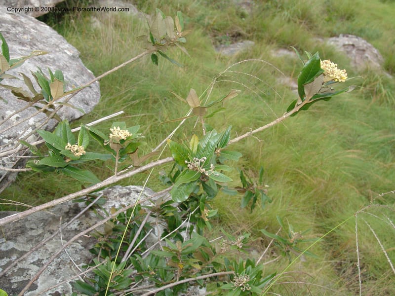 Anastrabe integerrima--So.Africa. E. Cape. Umtamvuna Nat. Res. 11 Mch 05. 095.jpg