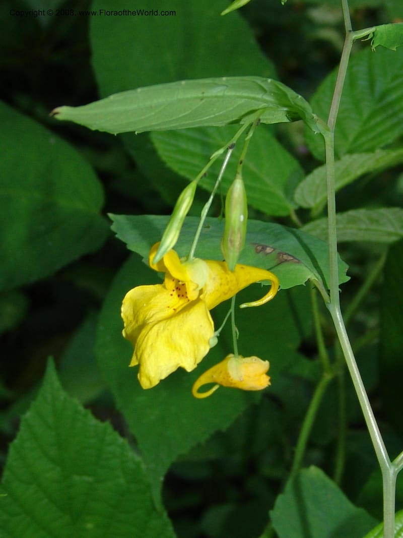 Impatiens noli-tangere--Georgia. Lagodekhi  Forest Reserve. 11 Jun 05. 032.jpg