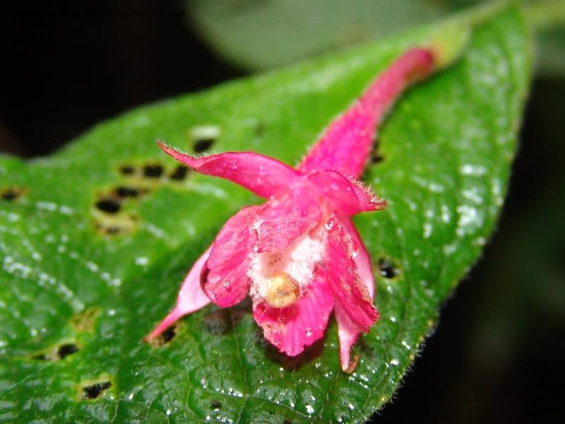 Fuchsia scabriuscula, Croat 96480--Ecuador. Prov. Pichincha. BellaVista private reserve. 27 Mar 06. 087 (1).jpg