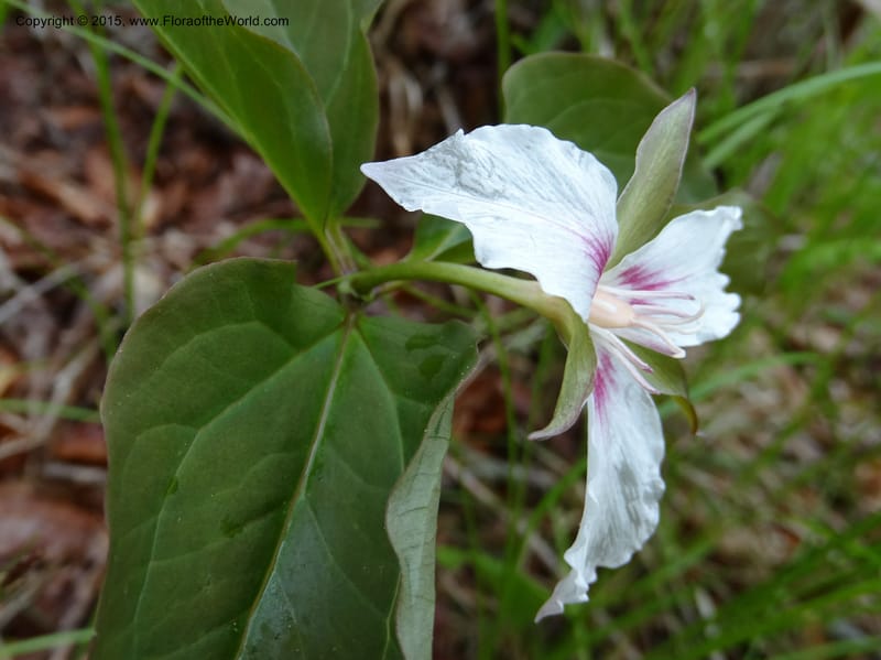 Trillium undulatum, Davidson, C 12959--North Carolina. Trans. Co. Devil's Courthouse View. 12 May 2015. DSC04151 (76).JPG