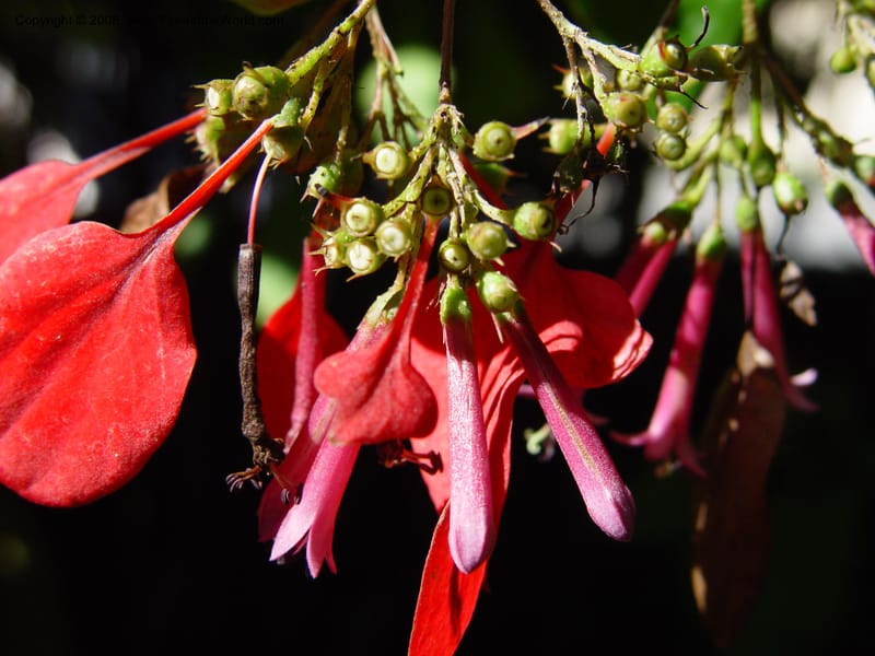 Pogonopus speciosus, 93142 A--FL. Fairchild Tropical Garden. 15 Jan 03. 047.jpg