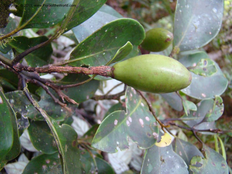 Endiandra,  Munzinger, J 4848--New Caledonia,  Dogny, 19 Nov 2007,  114 (2).jpg