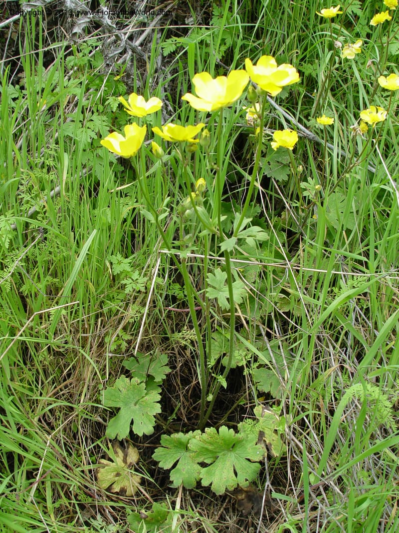 Ranunculus ollissiponensis--Spain. Gran.Prov. 4 km S Jct. Albondon-Albunol, C333. 1 (28).jpg