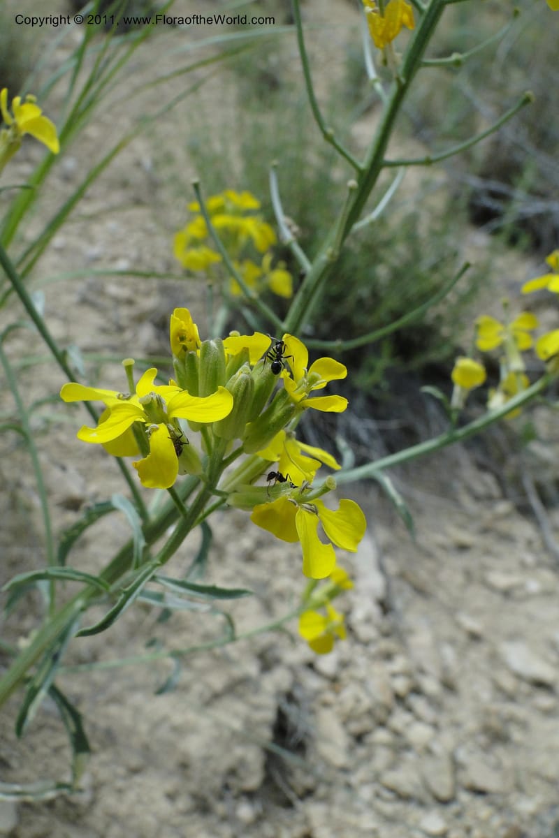 Erysimum capitatum, C. Davidson 11851--Oregon. Malheur Co. Leslie Gulch. 30 June 2011. 194 (4).jpg
