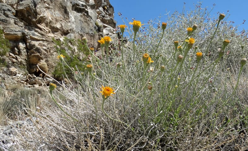 Adenophyllum cooperi, Davidson, C 13174--California, Mojave Nat'l Pres., 23 Apr 2016  8421 (9).JPG