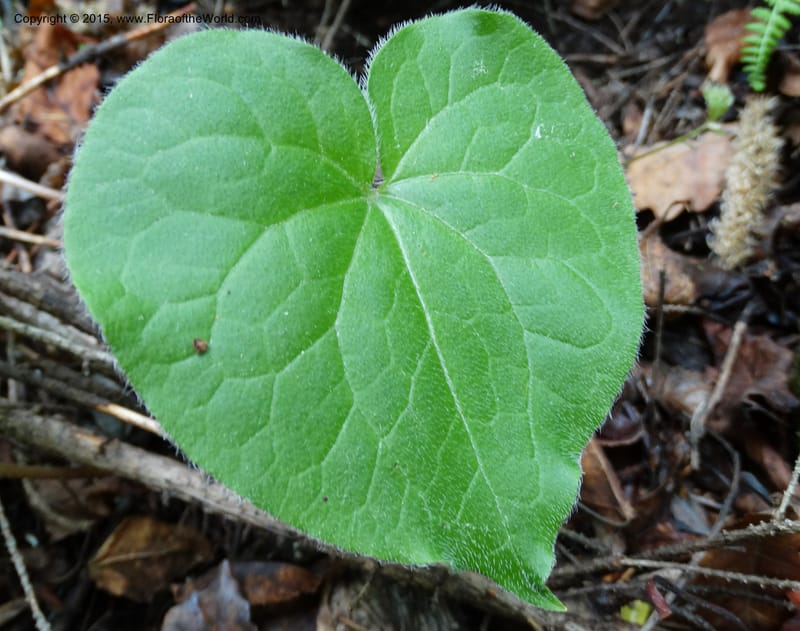 Asarum, Boufford, D 43xxx--China. Sichuan. LiXian. MiYaLuo. 9 May 2014. DSC04513 (251).JPG