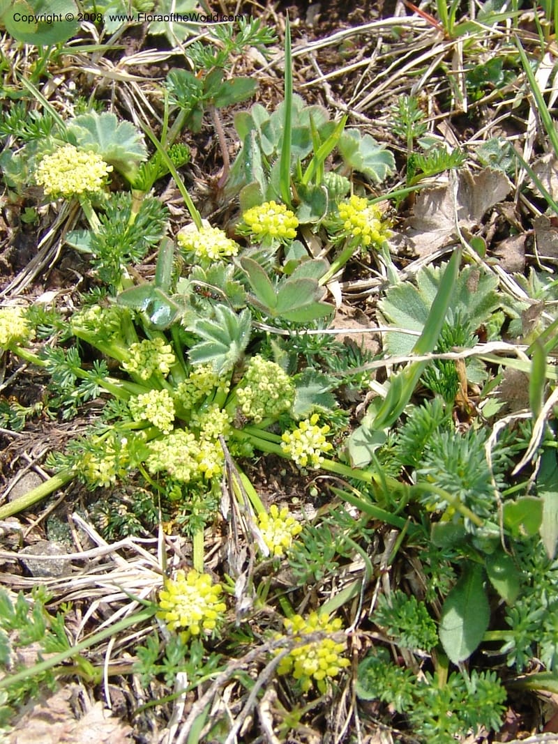 Chamaesciadium acaule--Georgia. Vic. of Tskhrats'karo Pass. 7 Jun 05. 068.jpg