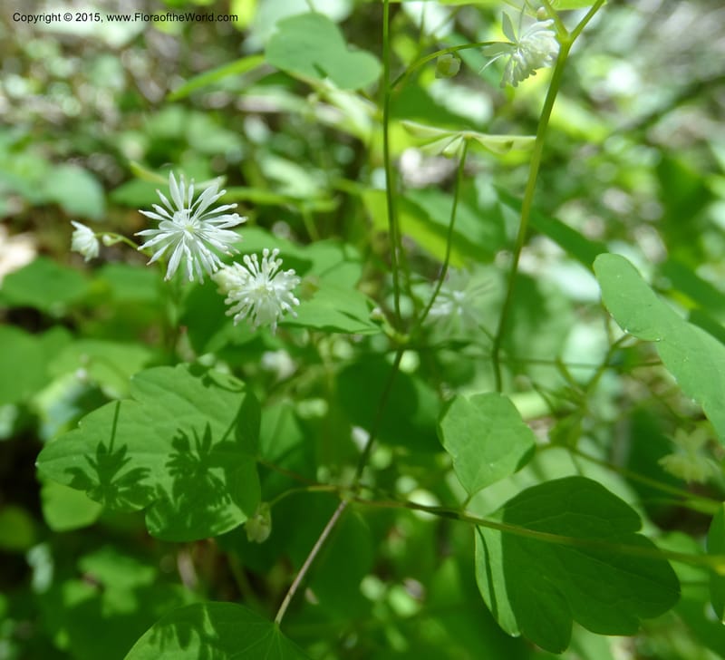 Thalictrum clavatum, Davidson, C 12989--North Carolina. Clay Co. Perry Gap Rd, Barnard's Cr. 13 May 2015. DSC04860 (288).JPG