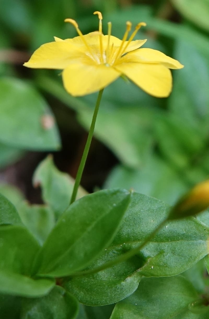 Lysimachia nemorum, Davidson, C 13258--Switzerland. Oberwald. Chapel St. Nikolas. 2 Jul 2016. DSC07728 (532).JPG