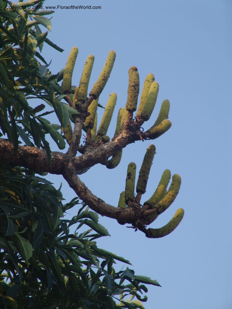 Cussonia spicata--So.Africa. Mpumal. Buffelskloof Private Nat. Res. 17 Mch 05. 339.jpg