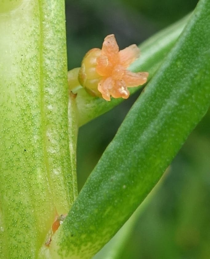 Gyrostemon sheathii, Davidson, C 13516--Australia. W.A. Torndirrup N.P. Frenchman Bay Rd. 30 Oct 2016. DSC06898 (45).JPG