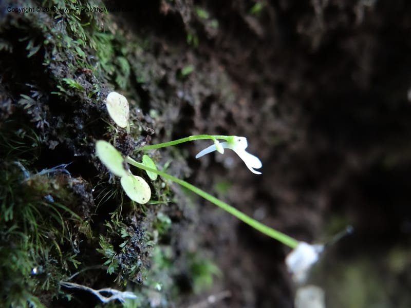 Utricularia, VC 5533--Thailand. Chiang Mai Prov. Doi Pha Hom Pok Nat. Park. 10 Nov 2012. DSC08349 (139).JPG