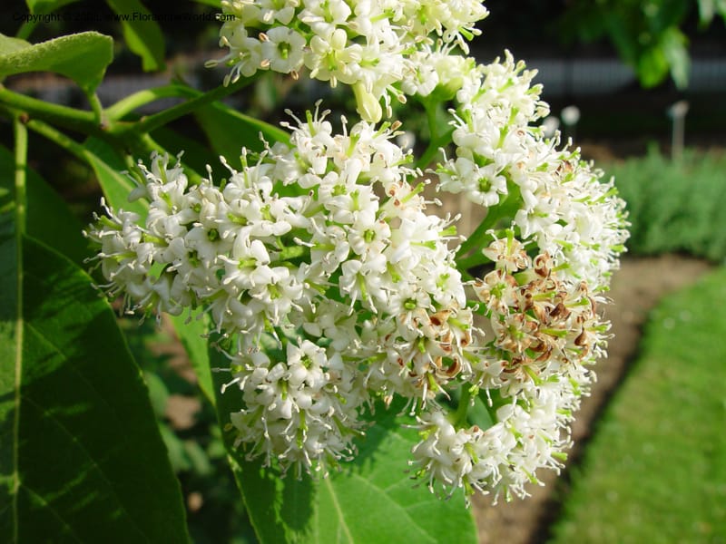 Ehretia dicksonii--France. Paris. Jardin des Plantes. 30 May 03. 006.jpg