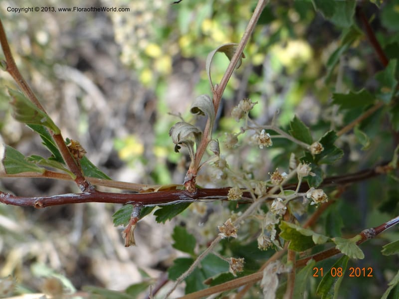 Holodiscus dumosus, Davidson, C 12105--USA, Owyhee County, Idaho, 21 Aug 2012  3158 (17).JPG